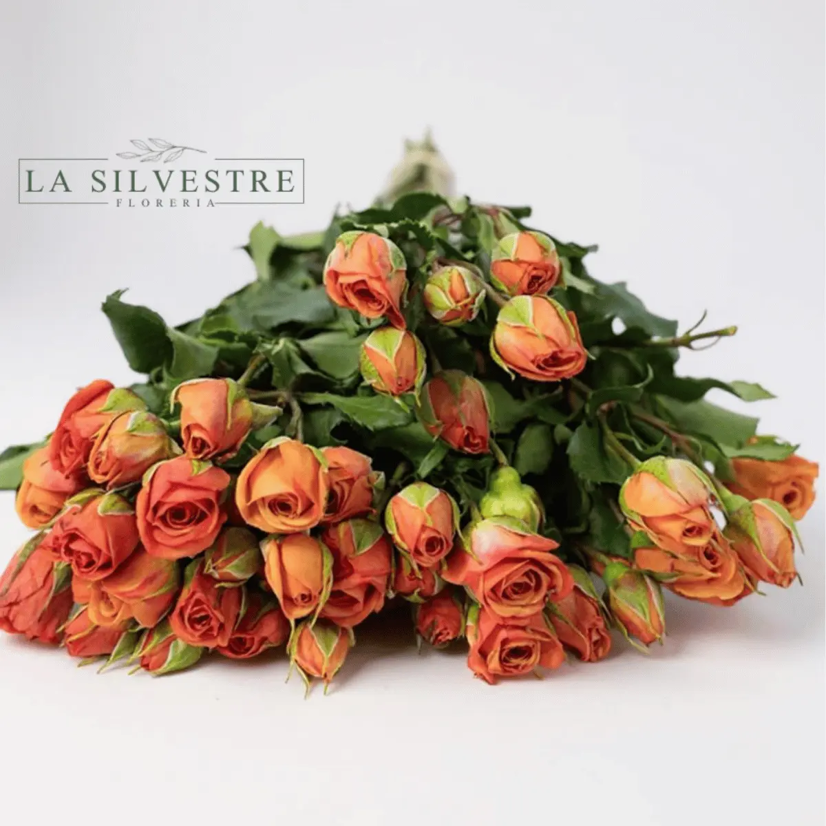   MINI ROSAS| Flores a domicilio | Florería La Silvestre