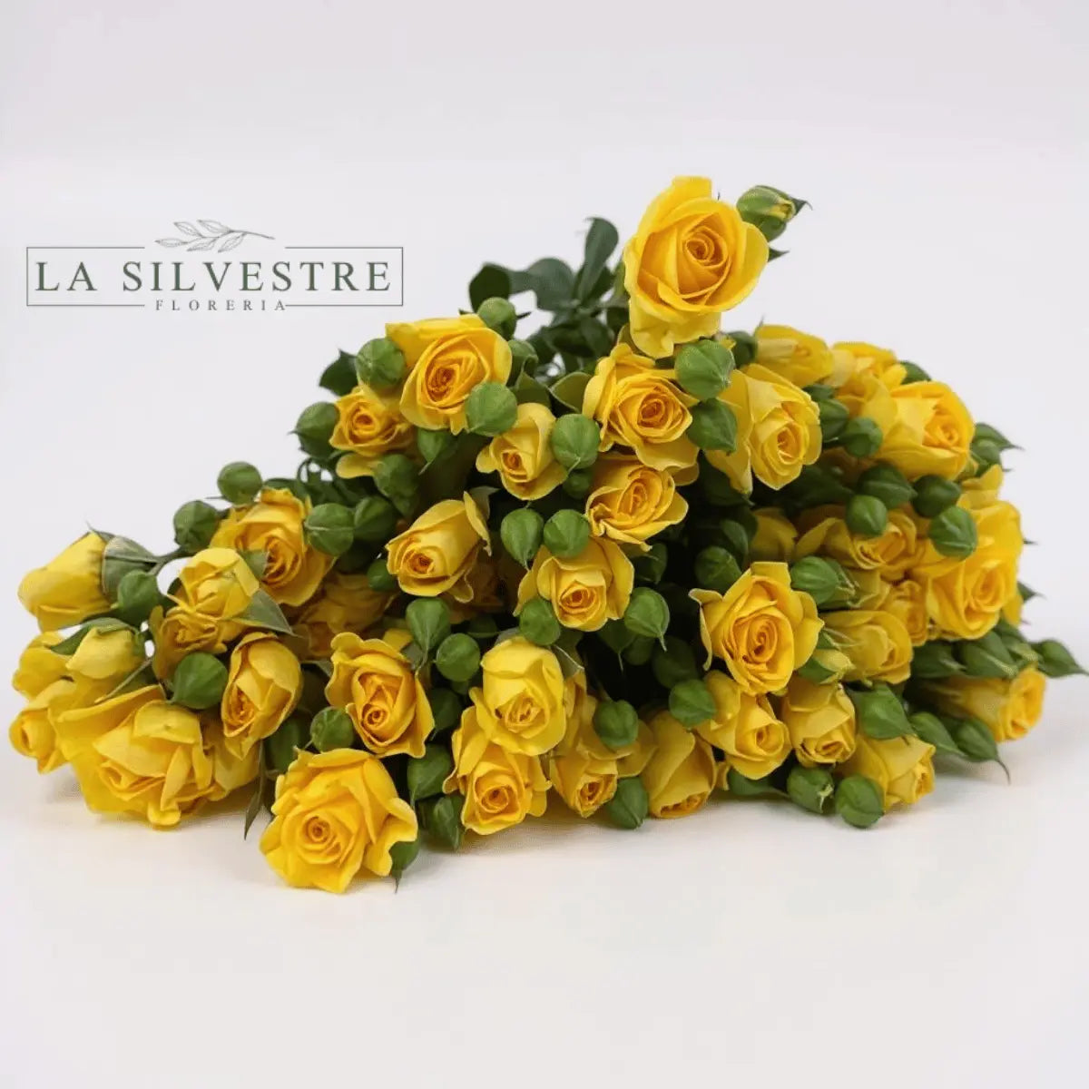   MINI ROSAS| Flores a domicilio | Florería La Silvestre
