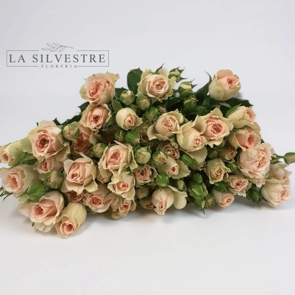   MINI ROSAS| Flores a domicilio | Florería La Silvestre