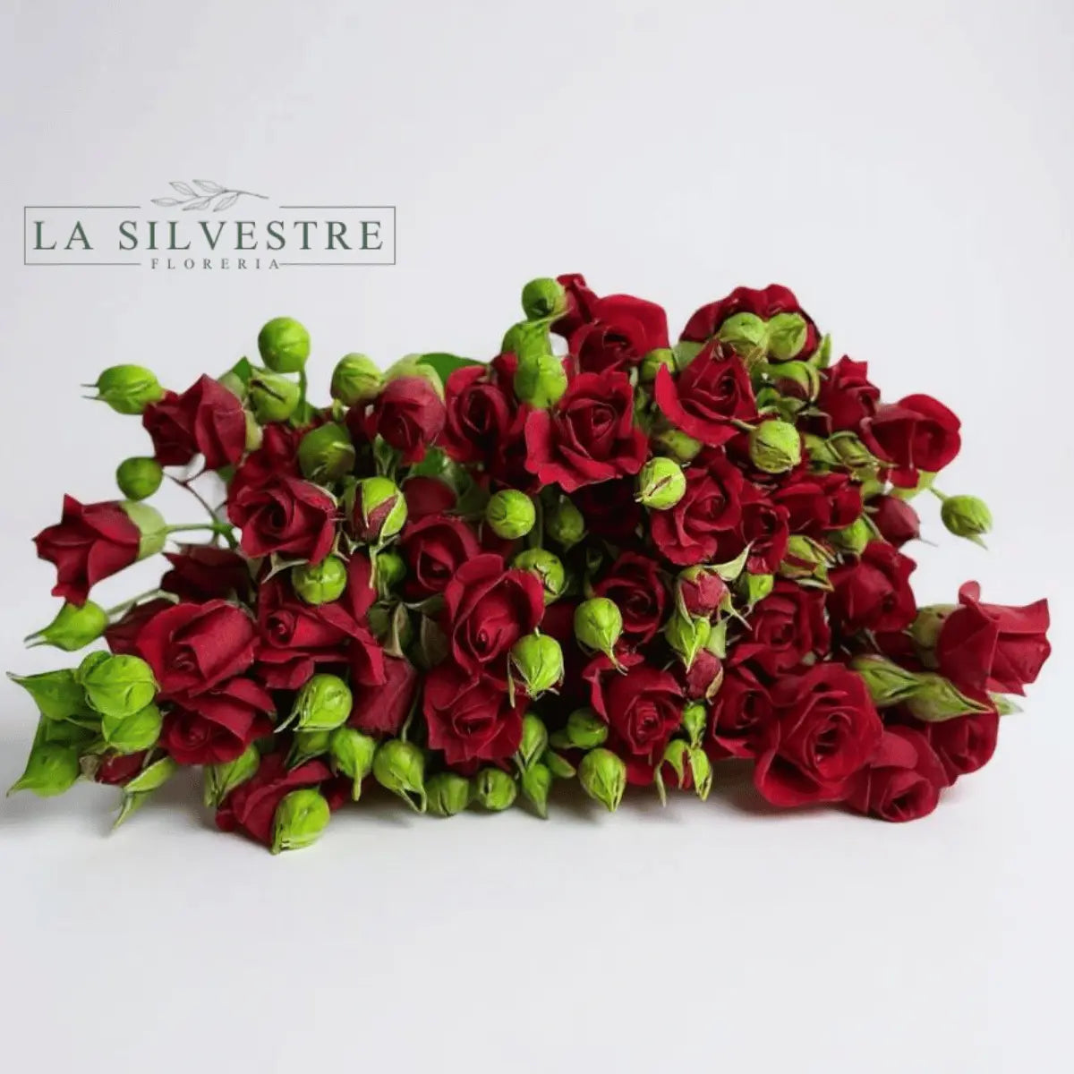   MINI ROSAS| Flores a domicilio | Florería La Silvestre