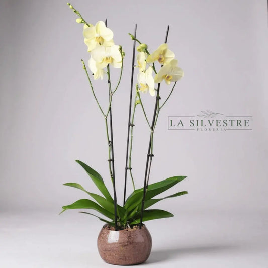   Orquídea Amarilla Grande| Flores a domicilio | Florería La Silvestre