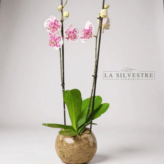   Orquídea Bicolor Blanco Fucsia  Grande| Flores a domicilio | Florería La Silvestre
