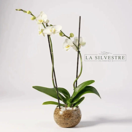   Orquídea Blanca Grande| Flores a domicilio | Florería La Silvestre