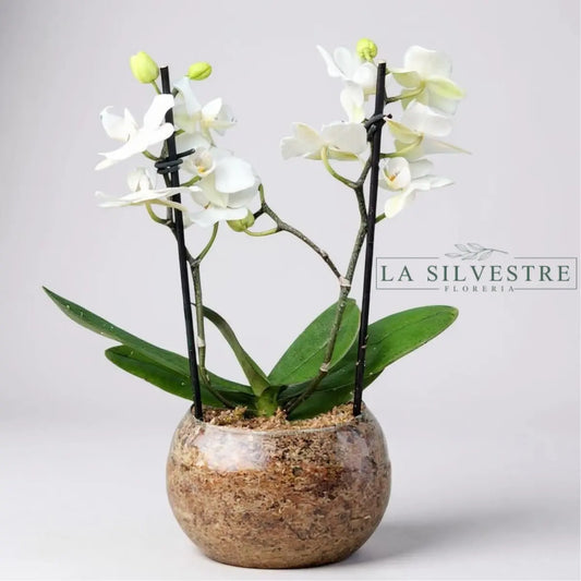  Orquídea Blanca Mini| Flores a domicilio | Florería La Silvestre