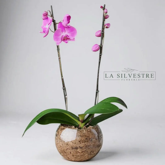   Orquídea Fucsia Grande| Flores a domicilio | Florería La Silvestre