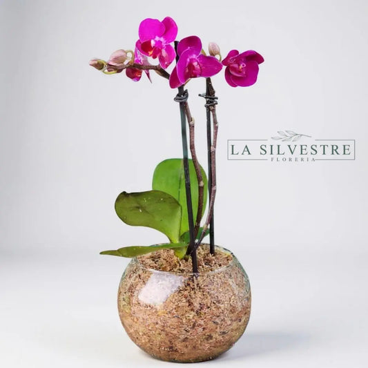  Orquídea Fucsia Mini| Flores a domicilio | Florería La Silvestre