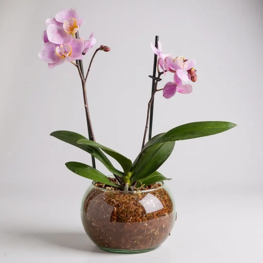 Orquídea Rosada Mini