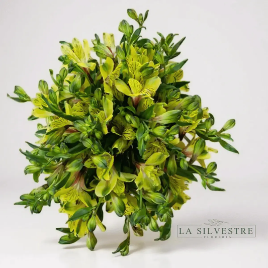   ASTROMELIAS| Flores a domicilio | Florería La Silvestre