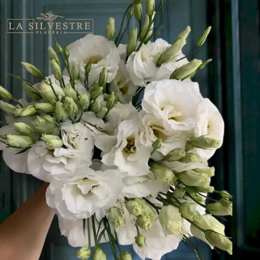 LISIANTHUS BLANCOS