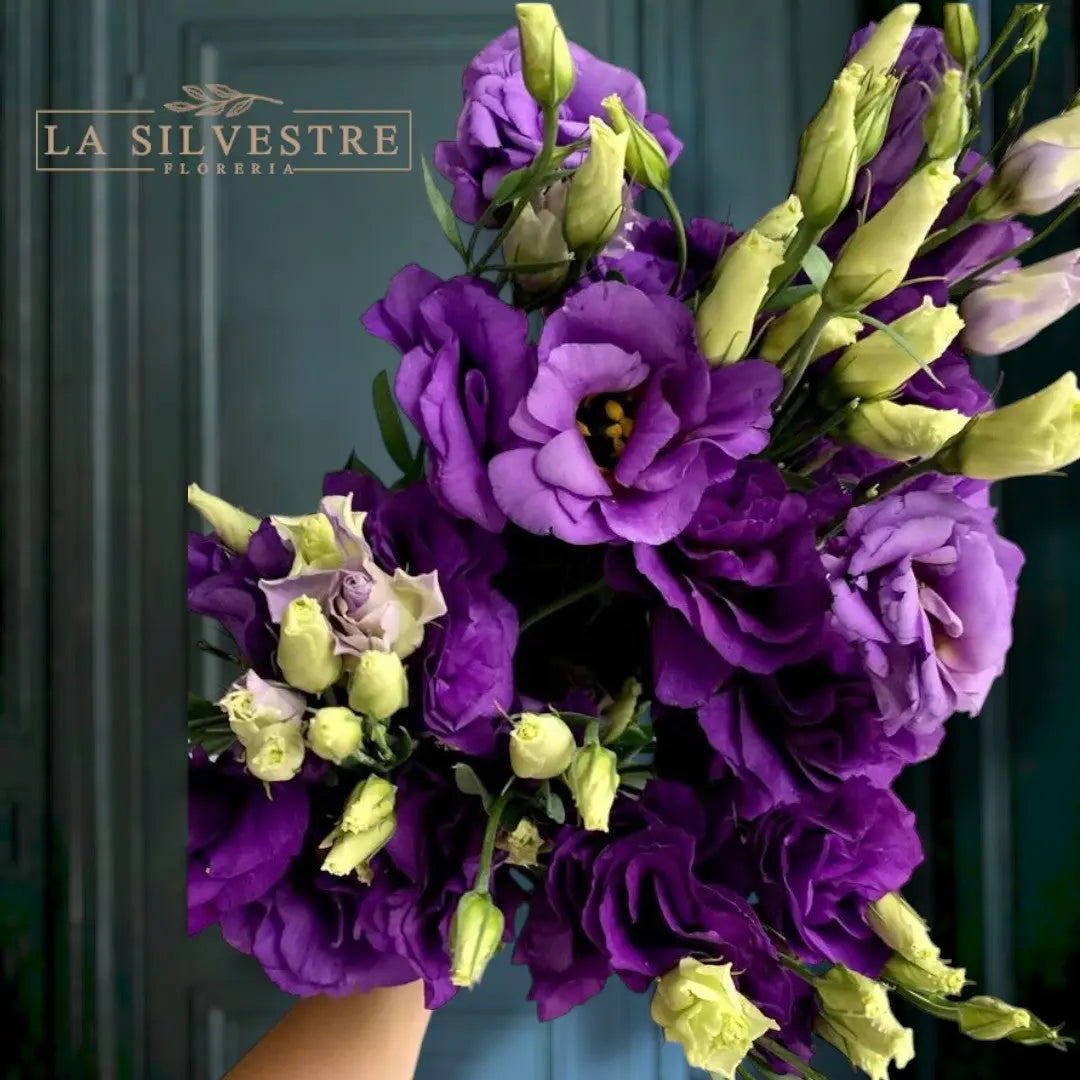 LISIANTHUS MORADOS