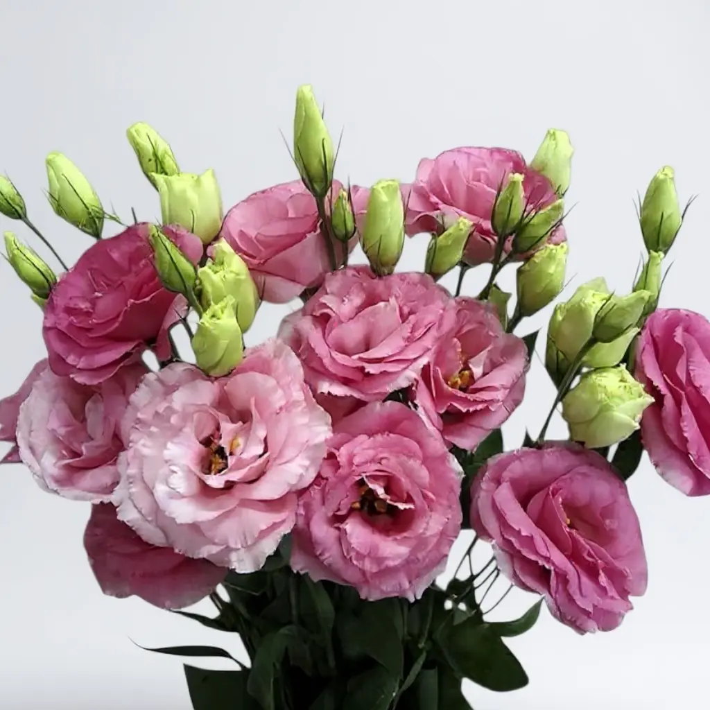RAMO LISIANTHUS ROSADOS