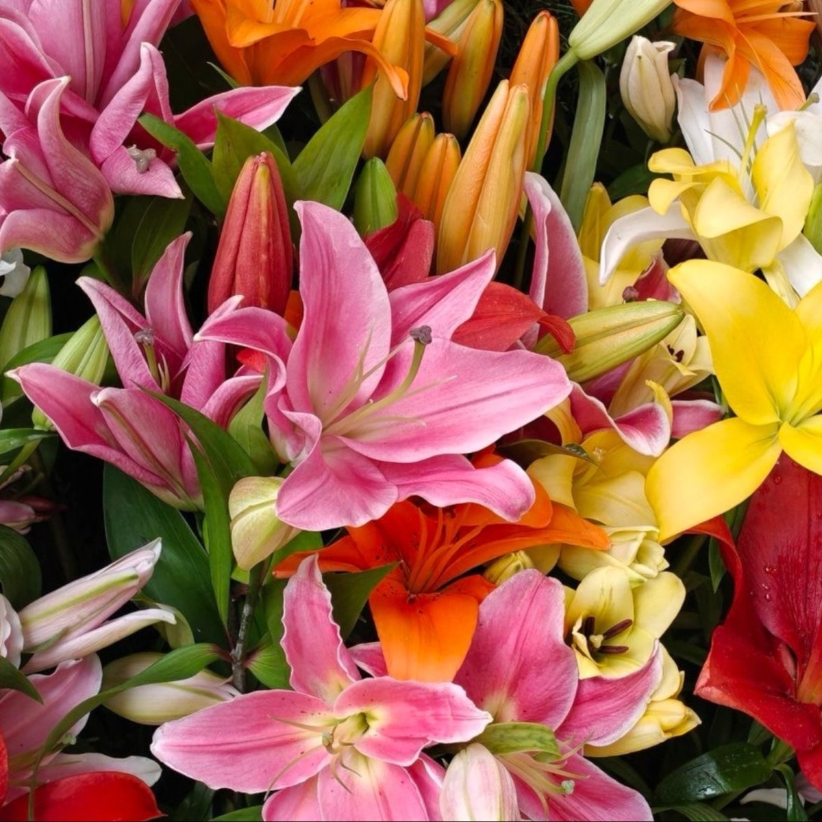 Ramo de Lilium con entrega rápida a domicilio en Santiago - Florería La Silvestre