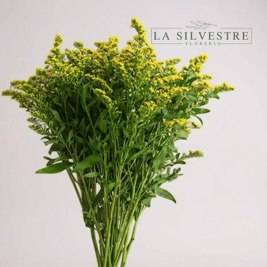   SOLIDAGO AMARILLO| Flores a domicilio | Florería La Silvestre