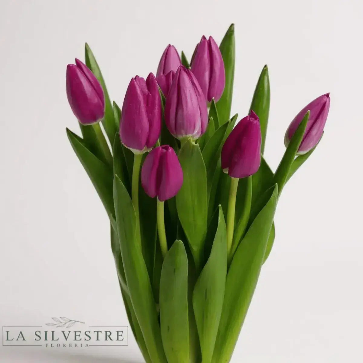 TULIPANES MORADOS | TULIPANES A DOMICILIO