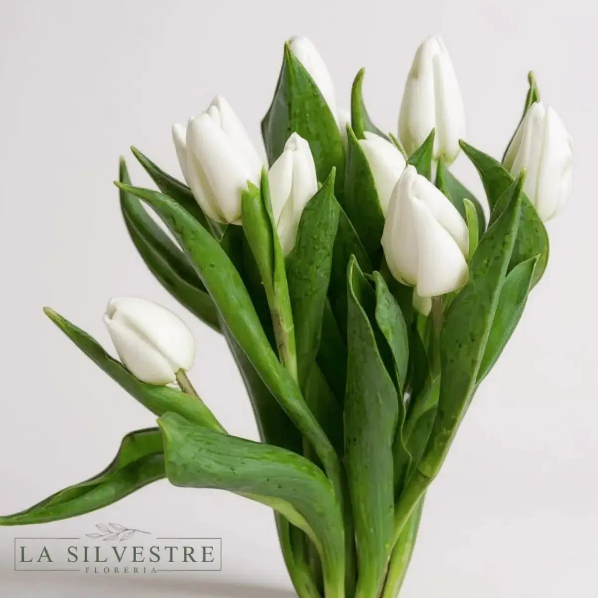 TULIPANES BLANCOS | TULIPANES A DOMICILIO