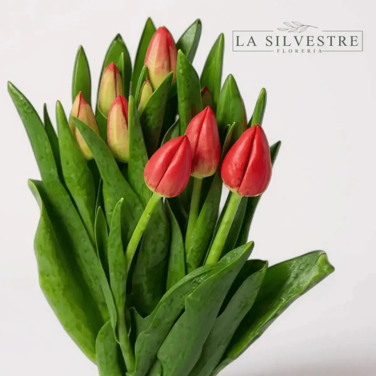 TULIPANES ROJOS | TULIPANES A DOMICILIO