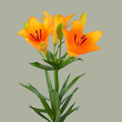 LILIUM